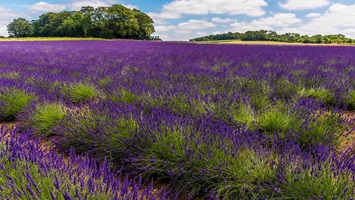 Norfolks Lavender Farm