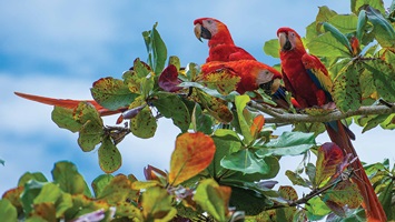Red Macaws