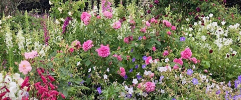 New Zealand cottage garden with roses