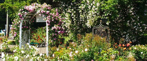 New Zealand rose garden