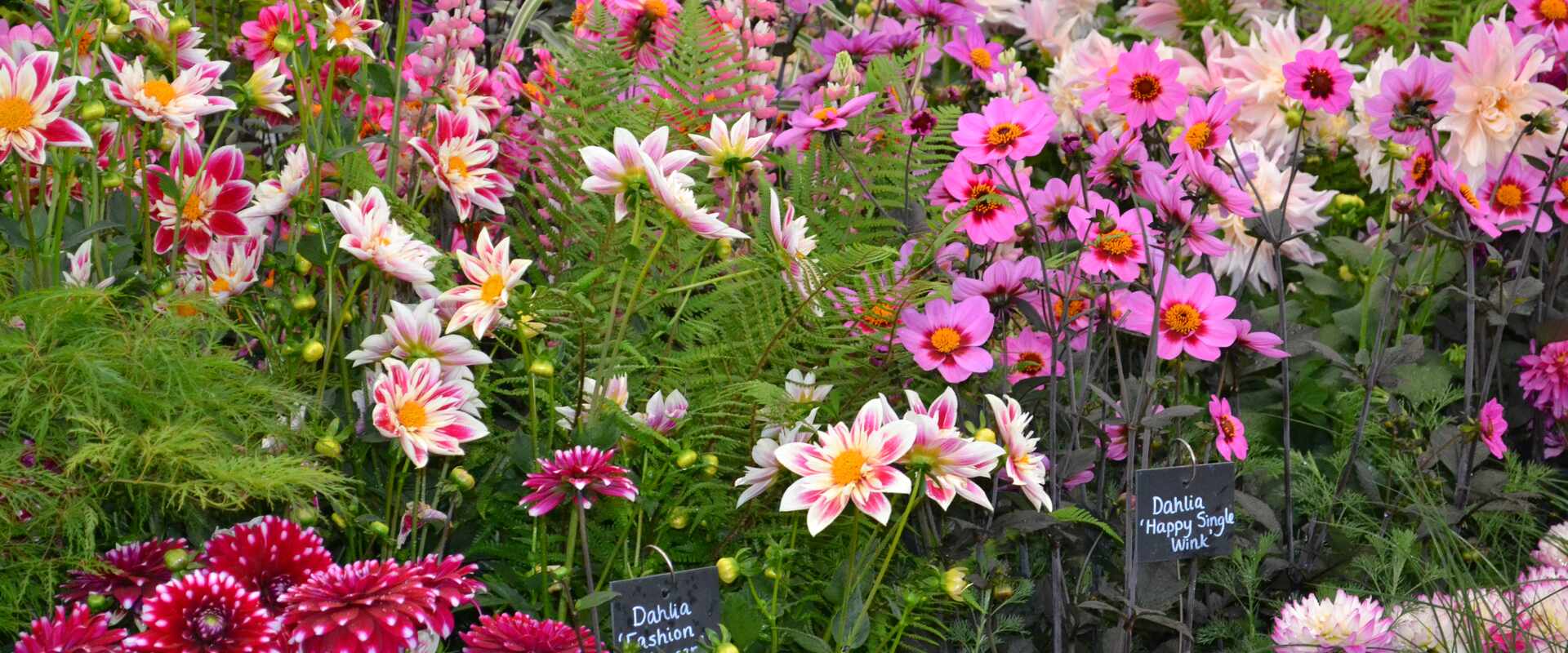 Image of Chelsea flower show