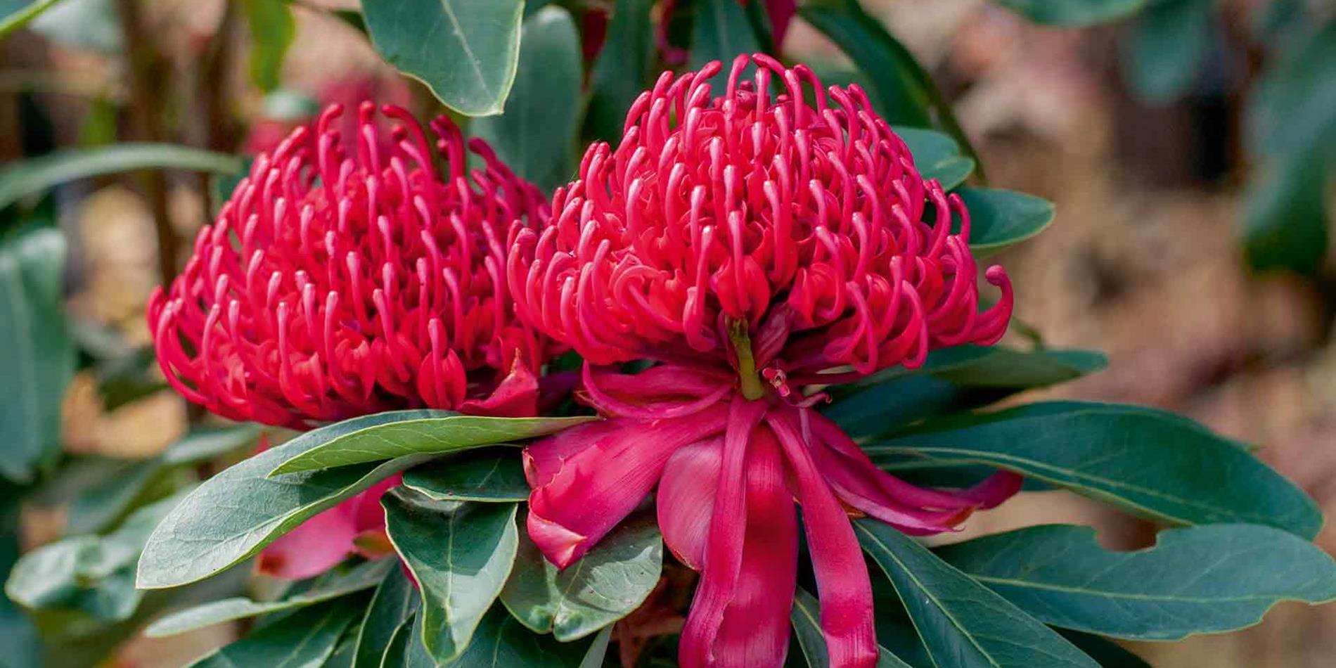 generic flora red waratah new south wales, australia