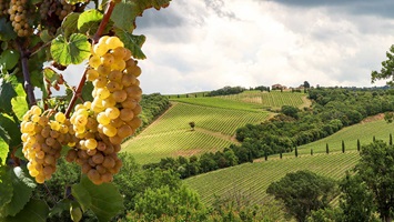 Montepulciano Vineyard